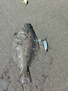 ソゲの釣果