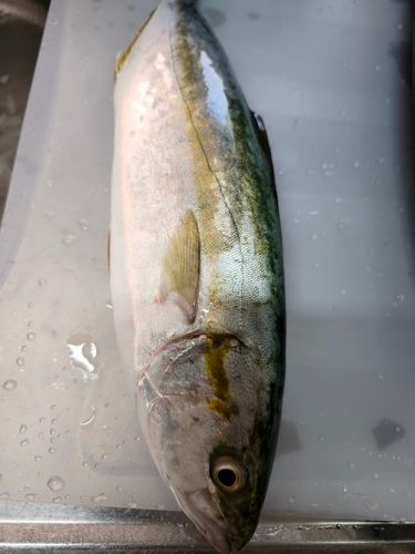 ワカシの釣果