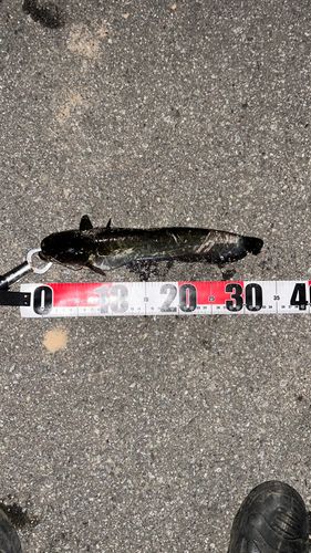 ナマズの釣果