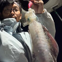 アオリイカ