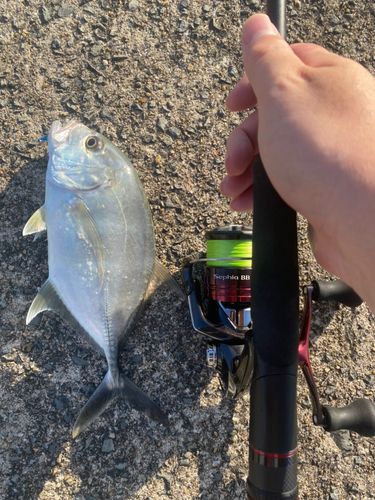 メッキの釣果