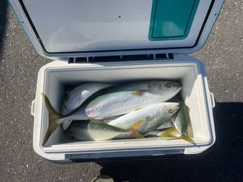 大槌湾