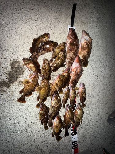 カサゴの釣果