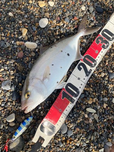 ショゴの釣果