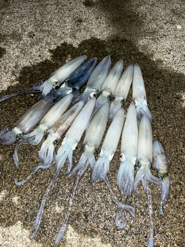 マメイカの釣果