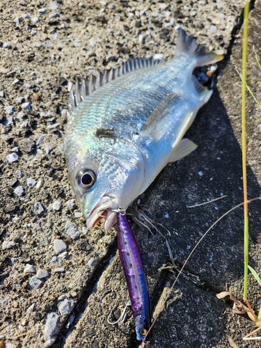 キビレの釣果