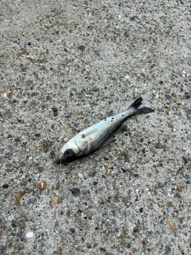 碧南海釣り公園