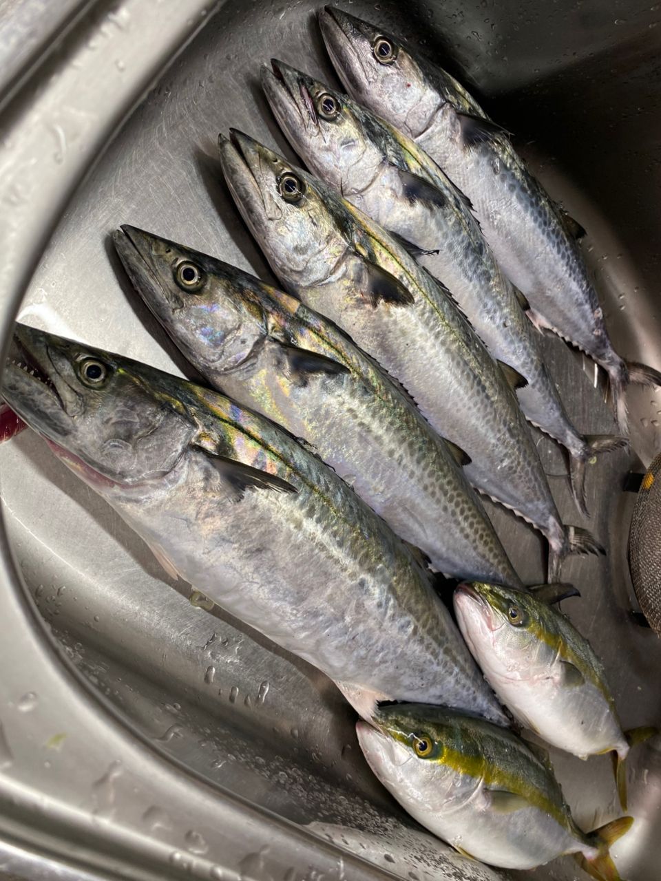 Junji hotta 11さんの釣果 2枚目の画像