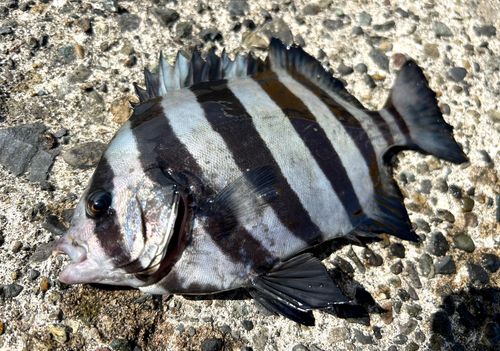 サンバソウの釣果