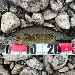 スモールマウスバス