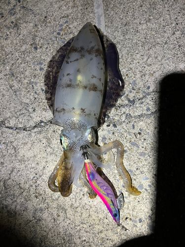 篠島