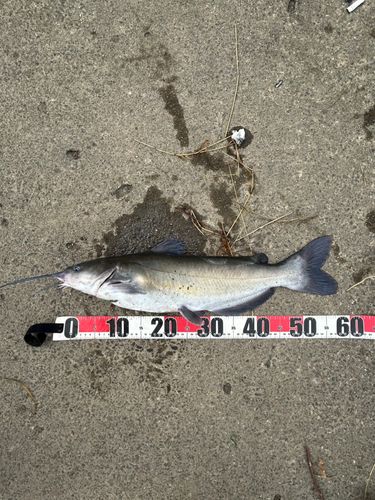 アメリカナマズの釣果