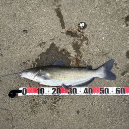 アメリカナマズ