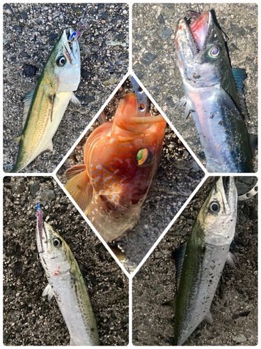 サゴシの釣果