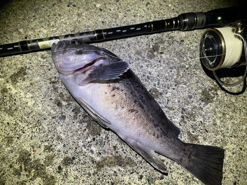 クロソイの釣果