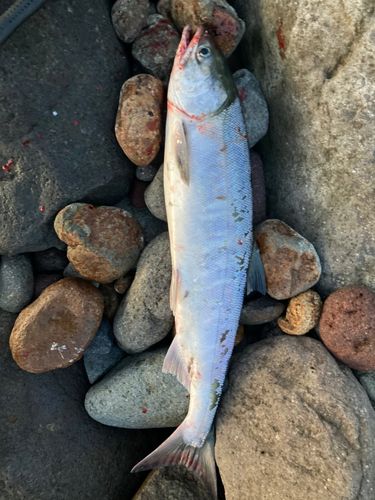 シロザケの釣果