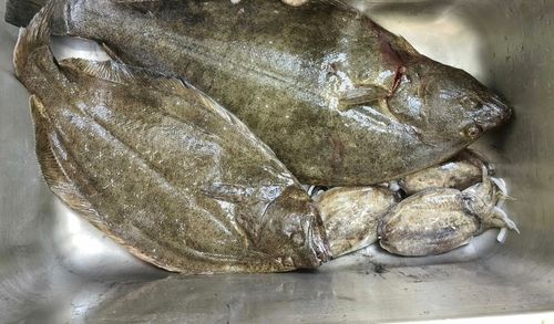 釣果
