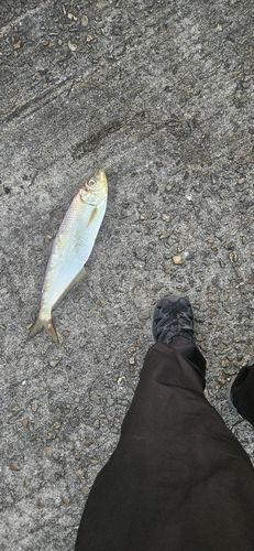 ヒラの釣果