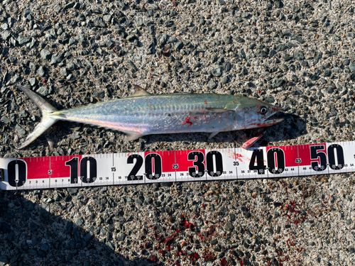 サゴシの釣果