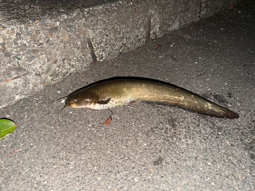 ナマズの釣果