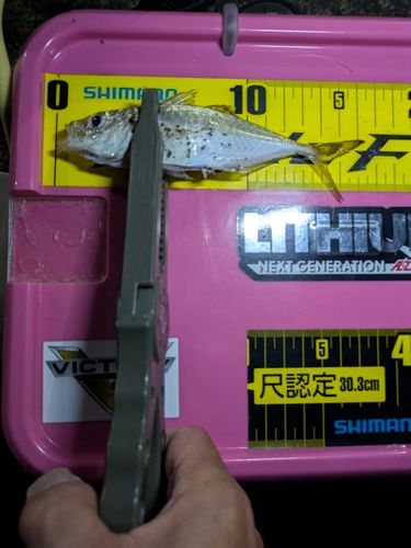 マアジの釣果