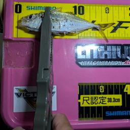 マアジ