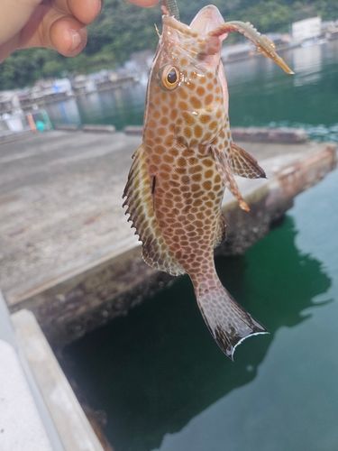 引本港