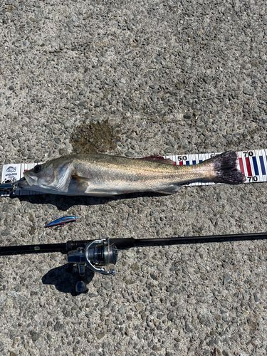 スズキの釣果