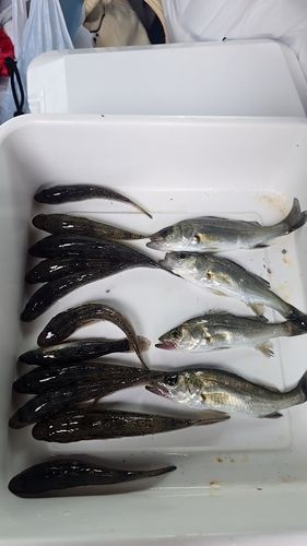 一色さかな広場前