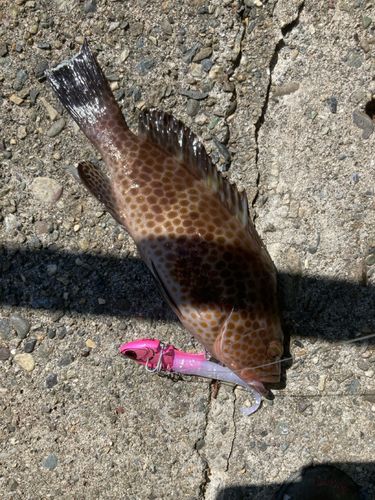 オオモンハタの釣果