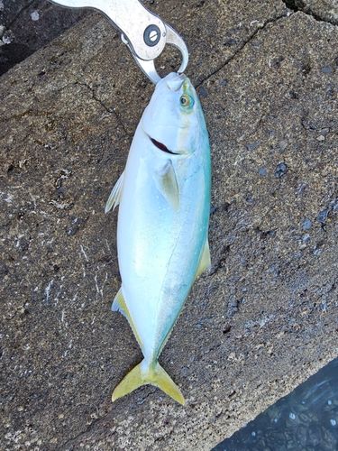 ヤズの釣果