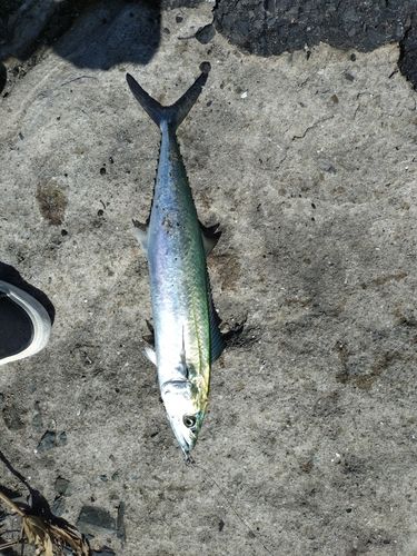 サゴシの釣果