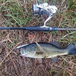 ラージマウスバス