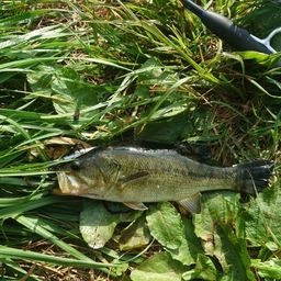 ラージマウスバス