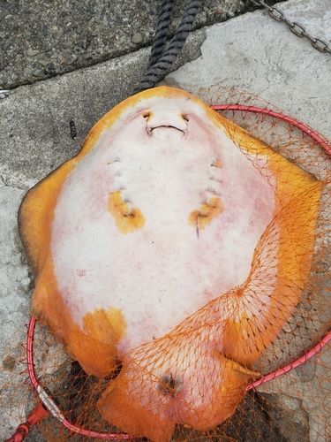 エイの釣果