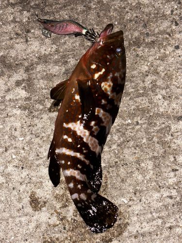 アコウの釣果