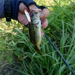 ラージマウスバス