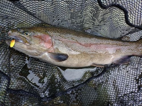 ニジマスの釣果