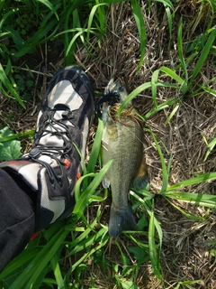 ラージマウスバスの釣果