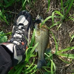 ラージマウスバス