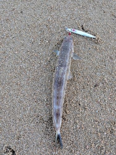 エソの釣果