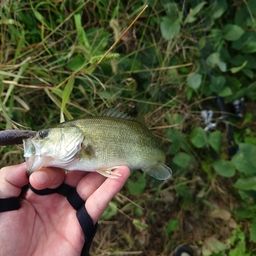 ラージマウスバス