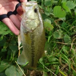 ラージマウスバス