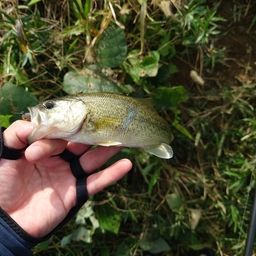 ラージマウスバス