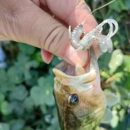 ブラックバス