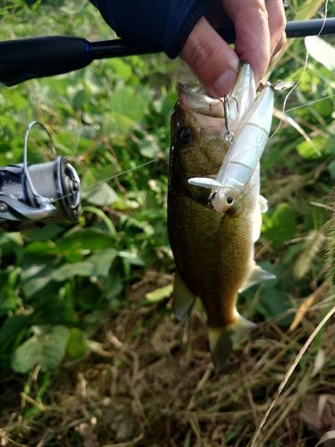 ラージマウスバスの釣果