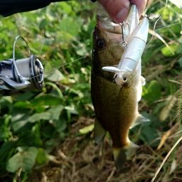 ラージマウスバス