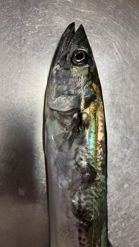 長崎湾