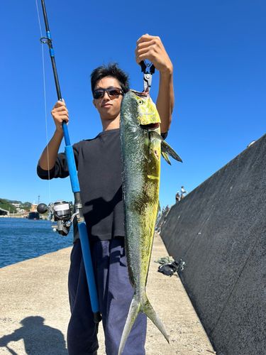 シイラの釣果