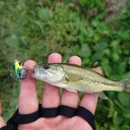 ラージマウスバス